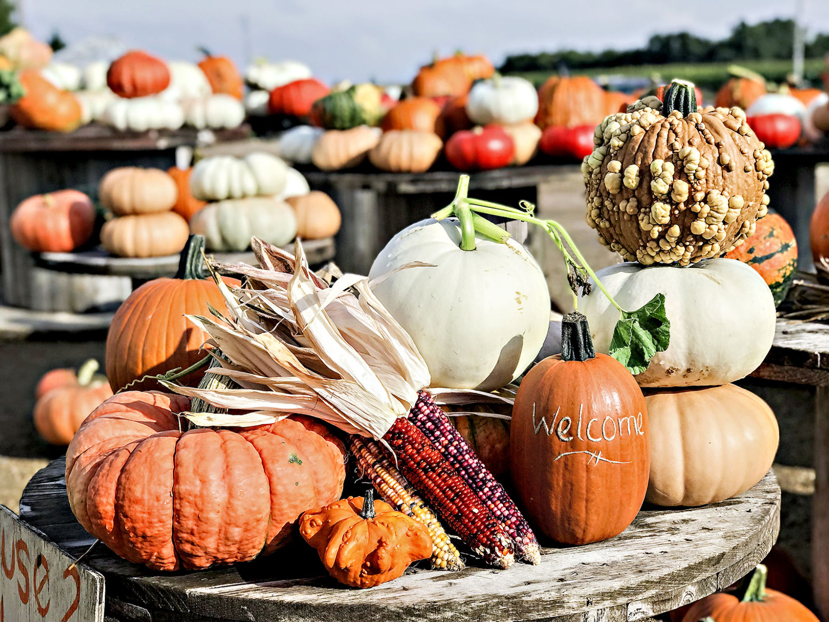 Pumpkins 2